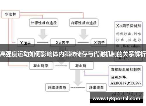 高强度运动如何影响体内脂肪储存与代谢机制的关系解析